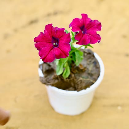 Buy Petunia (any colour) in 4 Inch Nursery Pot Online | Urvann.com