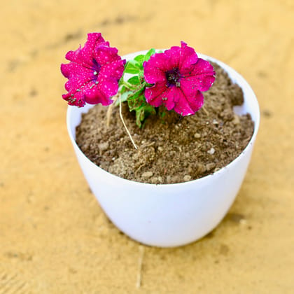 Buy Petunia (any colour) in 6 Inch White Marble Premium Orchid Round Plastic Pot Online | Urvann.com