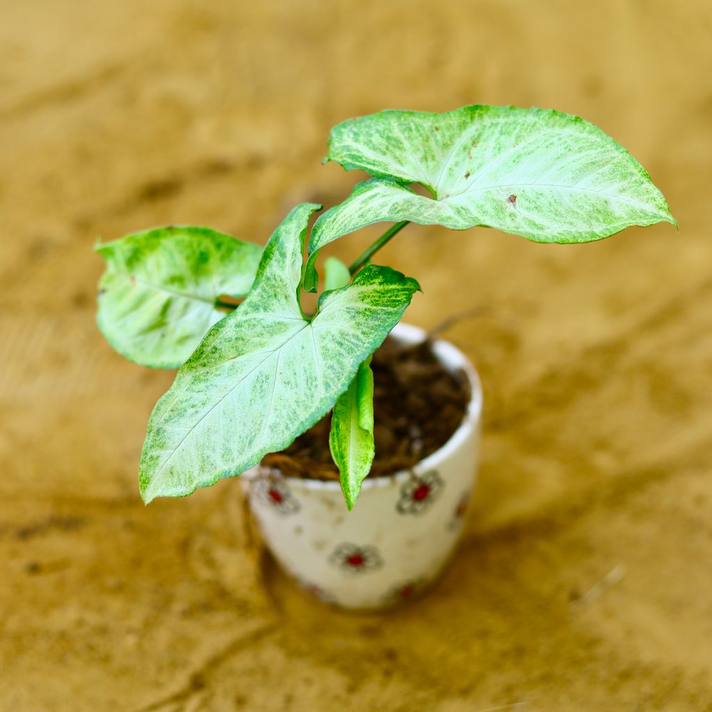 Syngonium Green in 4 Inch Cream Handcrafted Floral Red Ceramic Pot