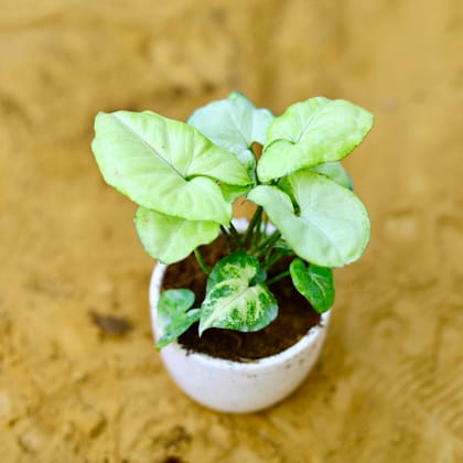 Buy Syngonium White in 3 Inch White Classy Cup Ceramic Pot Online | Urvann.com