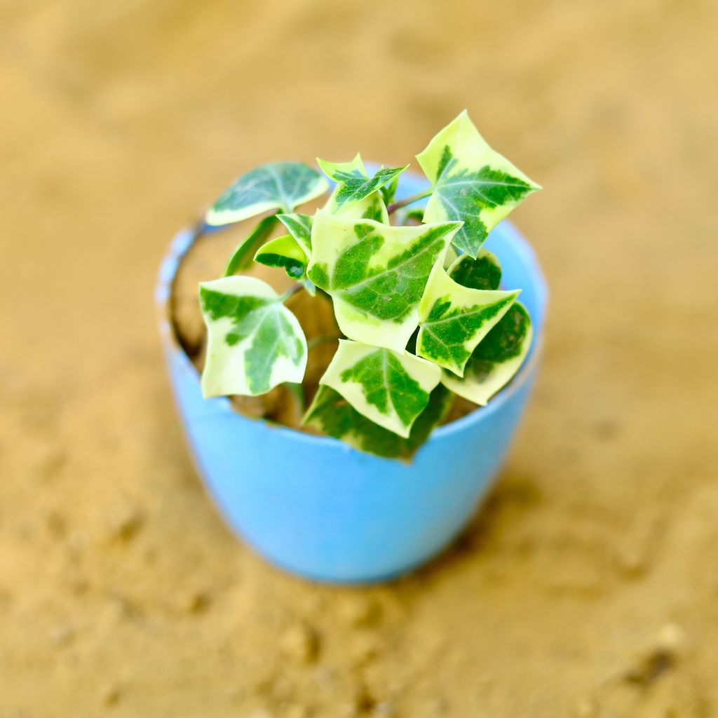 English Ivy in 4 Inch Blue Premium Orchid Round Plastic Pot