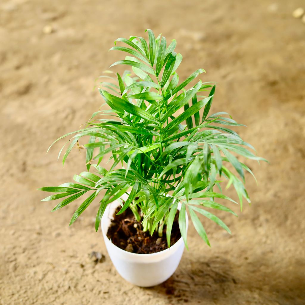 Chamaedorea Palm Dwarf in 4 Inch White Premium Orchid Round Plastic Pot