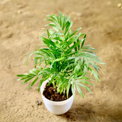 Buy Chamaedorea Palm Dwarf in 4 Inch White Premium Orchid Round Plastic Pot Online | Urvann.com