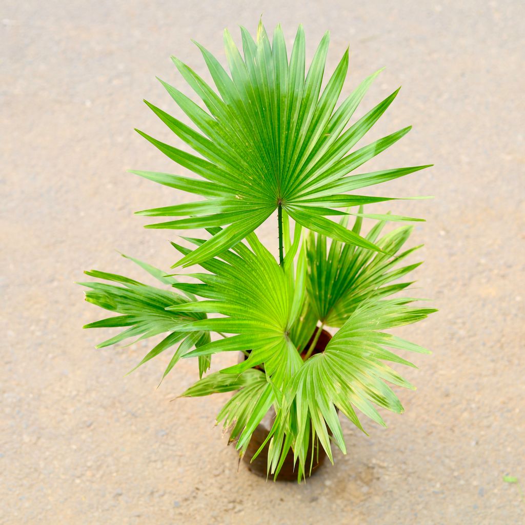 China Palm / Fan Palm in 8 Inch Nursery Bag