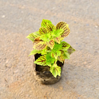 Buy Coleus (Any Colour) (Any Design) in 5 Inch Nursery Bag Online | Urvann.com