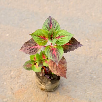 Buy Coleus (Any Colour) (Any Design) in 5 Inch Nursery Bag Online | Urvann.com