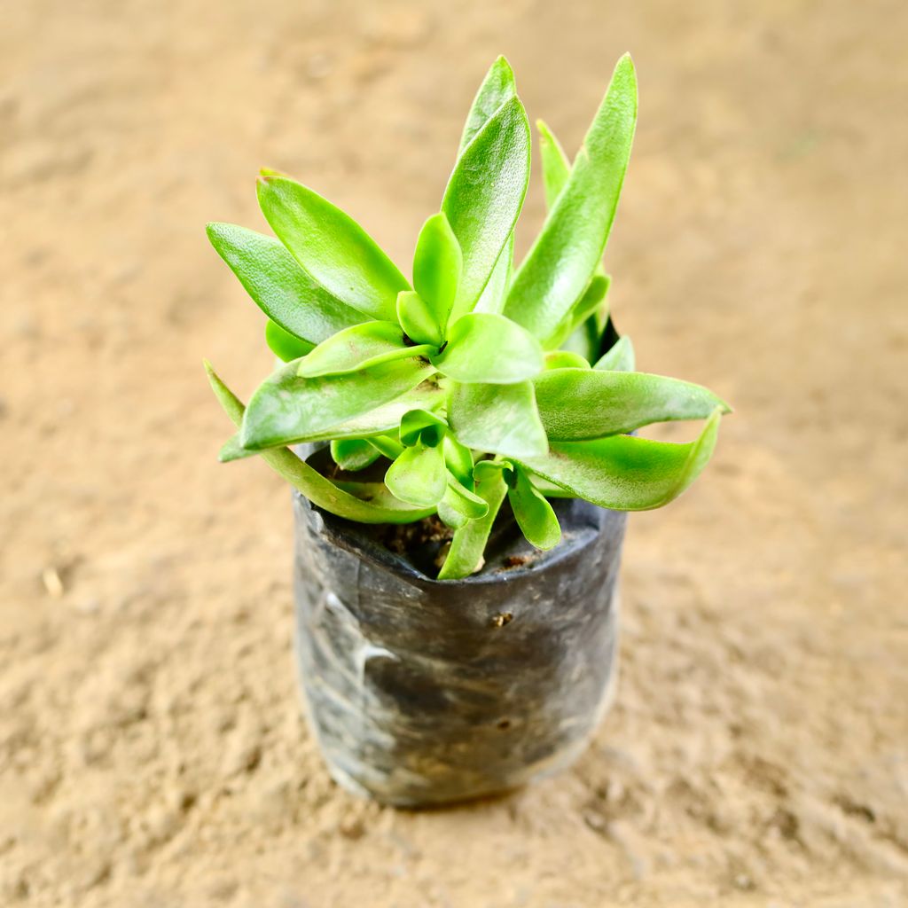 Crassula Campfire in 4 Inch Nursery Bag