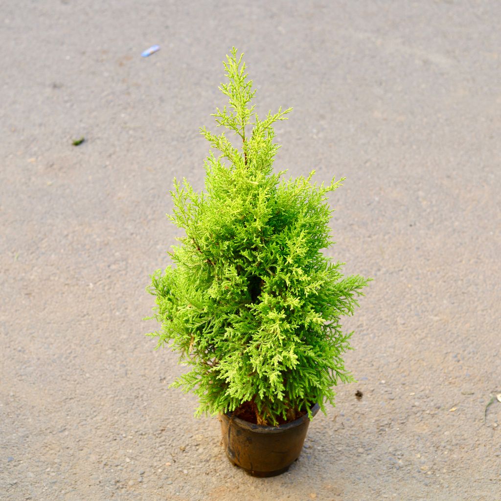 Cypress Golden in 8 Inch Nursery Bag