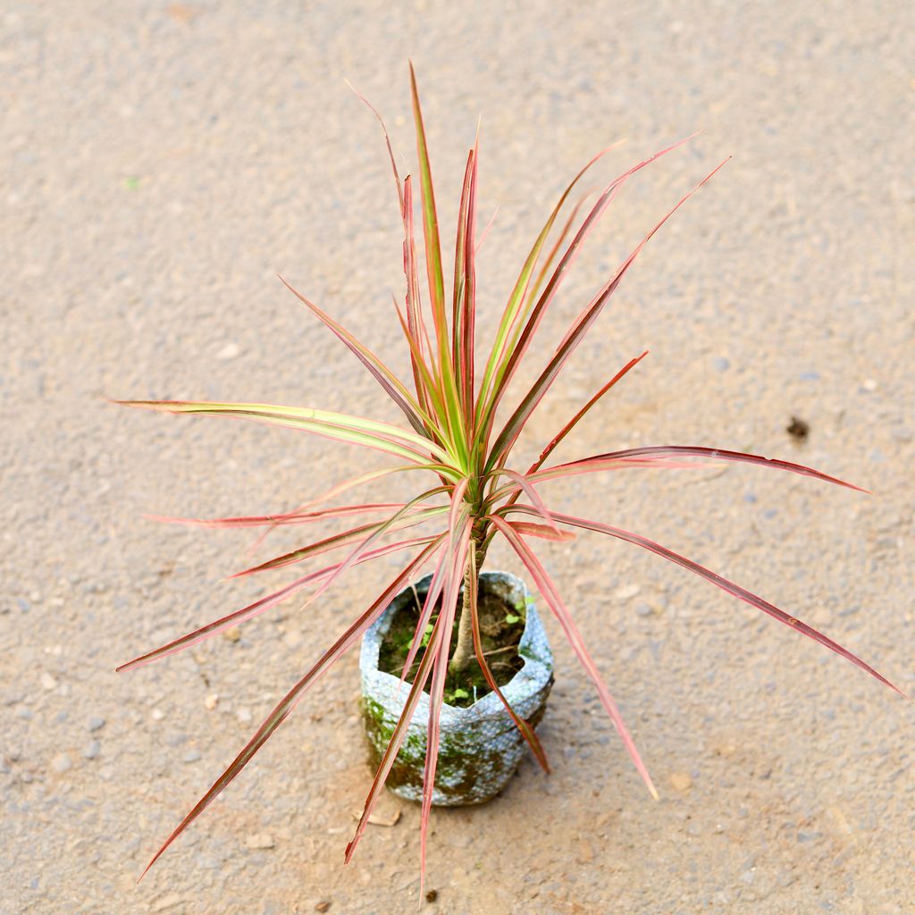 Dracaena Colorama / Marginata Golden in 5 Inch Nursery Bag