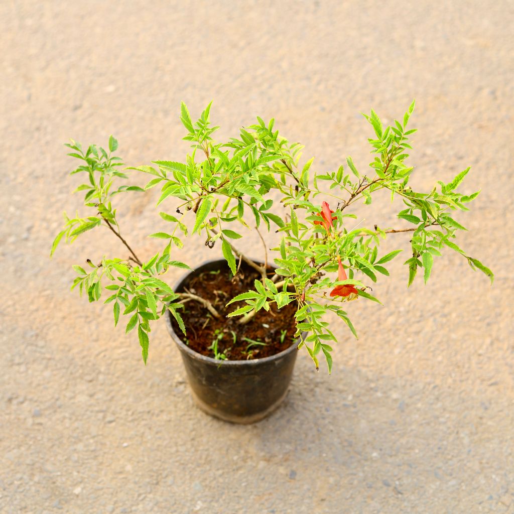 Tecoma Red in 6 Inch Nursery Pot