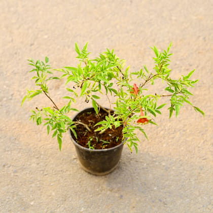 Buy Tecoma Red in 6 Inch Nursery Pot Online | Urvann.com