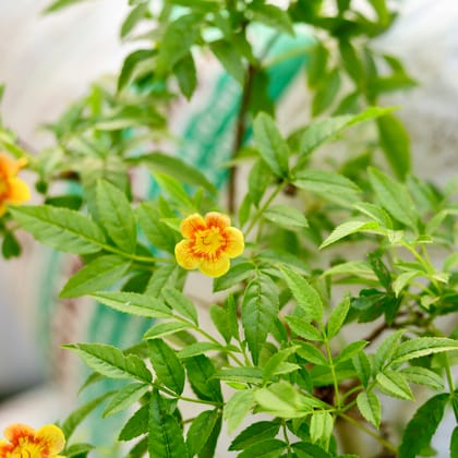 Buy Tecoma Orange in 6 Inch Nursery Pot Online | Urvann.com