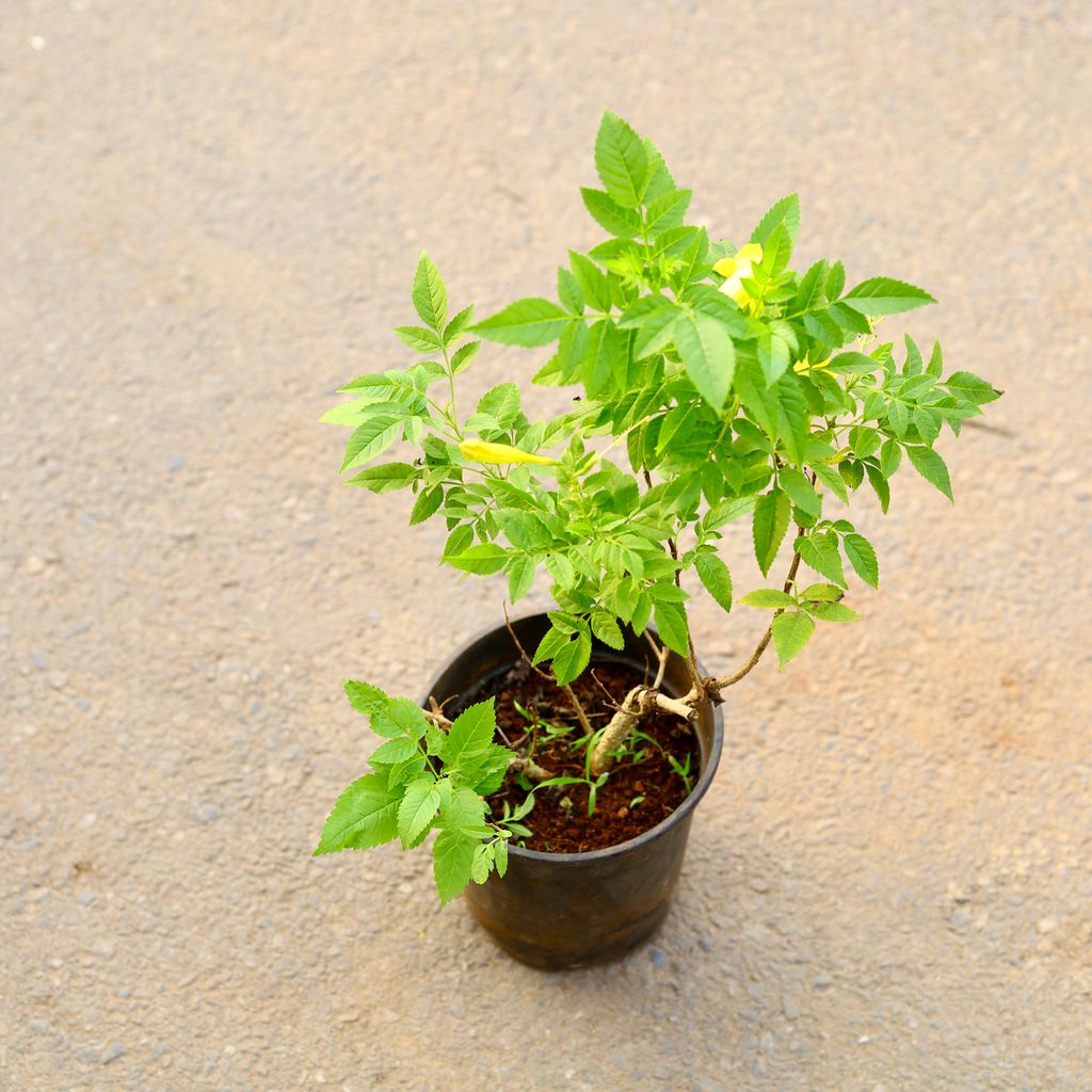 Tecoma Yellow in 6 Inch Nursery Pot