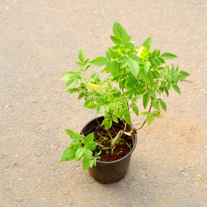 Buy Tecoma Yellow in 6 Inch Nursery Pot Online | Urvann.com