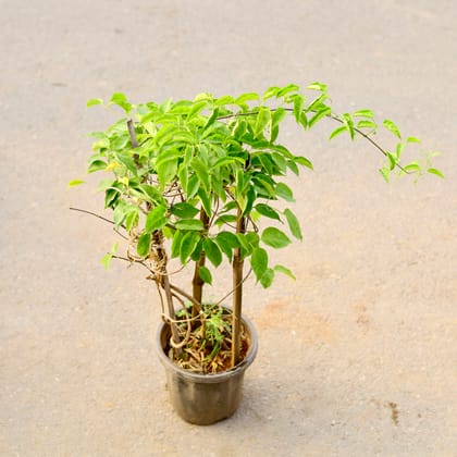 Buy Flame Wine in 8 Inch Nursery Pot Online | Urvann.com