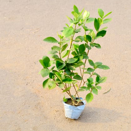 Buy Gandhraj / Gardenia (Any Colour) in 7 Inch Nursery Bag Online | Urvann.com