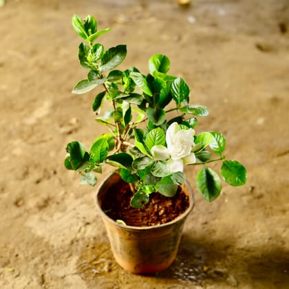 Buy Gandhraj / Gardenia Dwarf (Any Colour) in 6 Inch Nursery Pot Online | Urvann.com