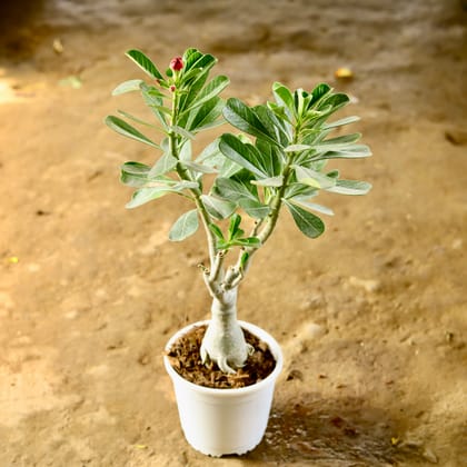 Buy Adenium Grafted (Any Colour) in 5 Inch Nursery Pot Online | Urvann.com