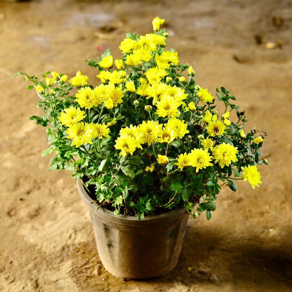 Chrysanthemum / Guldaudi / Guldawari Multiflora (Any Colour) in 8 Inch Nursery Pot