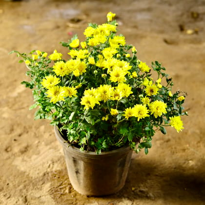 Buy Chrysanthemum / Guldaudi / Guldawari Multiflora (Any Colour) in 8 Inch Nursery Pot Online | Urvann.com