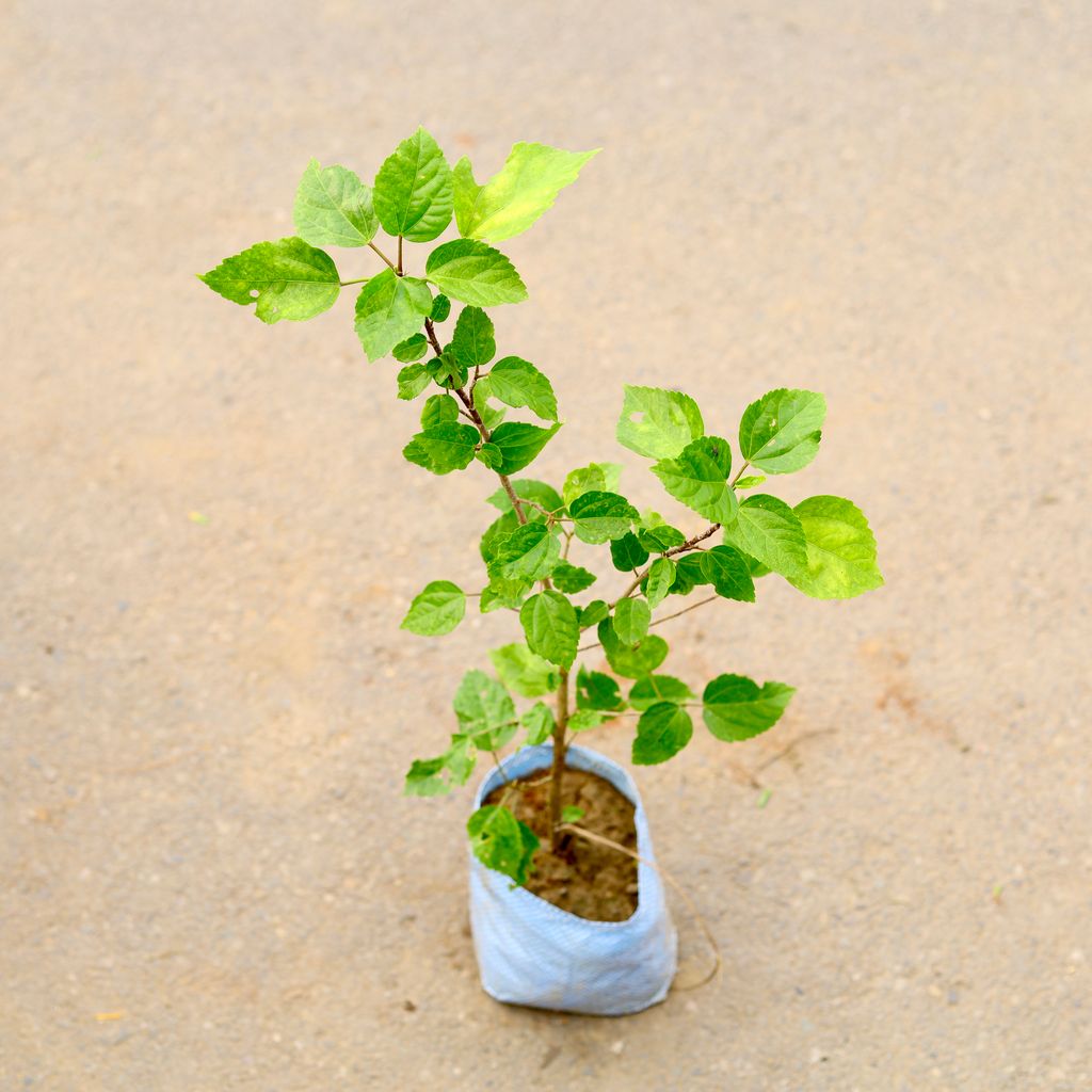 Gurel / Australian Hibiscus (Any Colour) in 6 Inch Nursery Bag