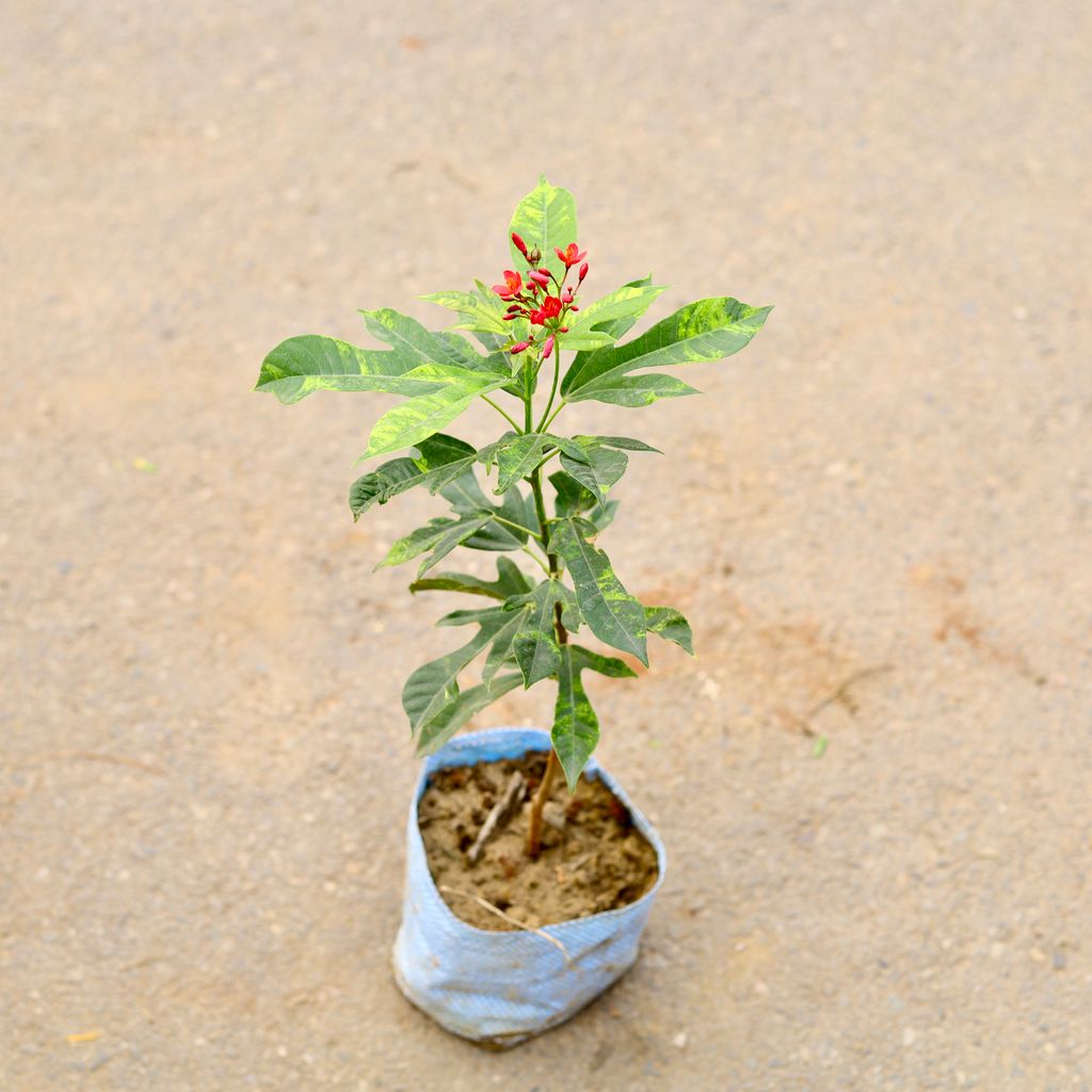 Jatropha / Sundar Rupa Variegated in 6 Inch Nursery Bag