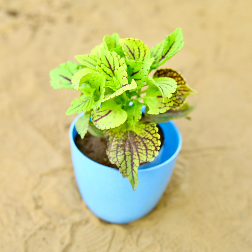 Coleus (Any Colour) (Any Design) in 4 Inch Blue Marble Premium Orchid Round Plastic Pot