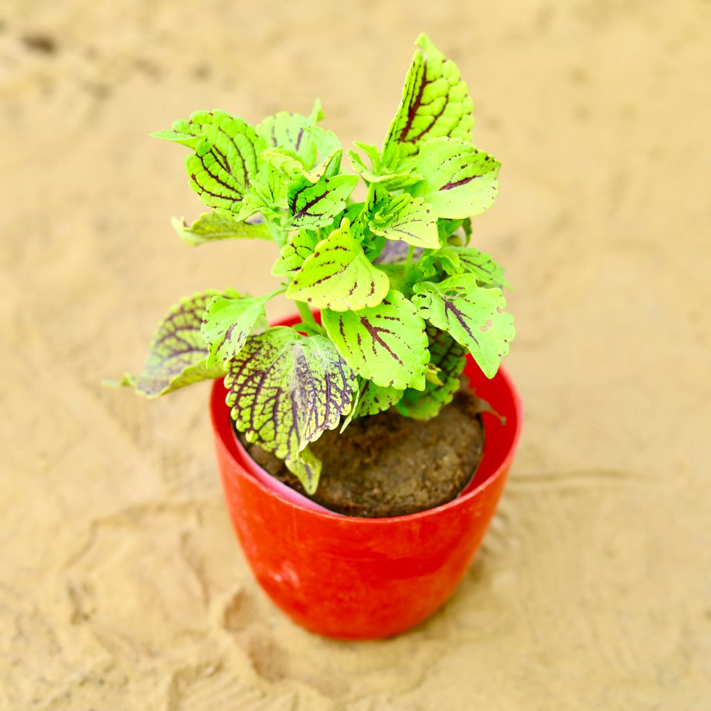 Coleus (Any Colour) (Any Design) in 4 Inch Red Premium Orchid Round Plastic Pot