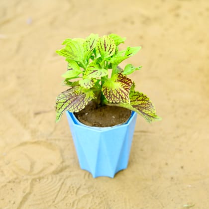 Buy Coleus (Any Colour) (Any Design) in 4 Inch Blue Marble Premium Diamanti Plastic Pot Online | Urvann.com