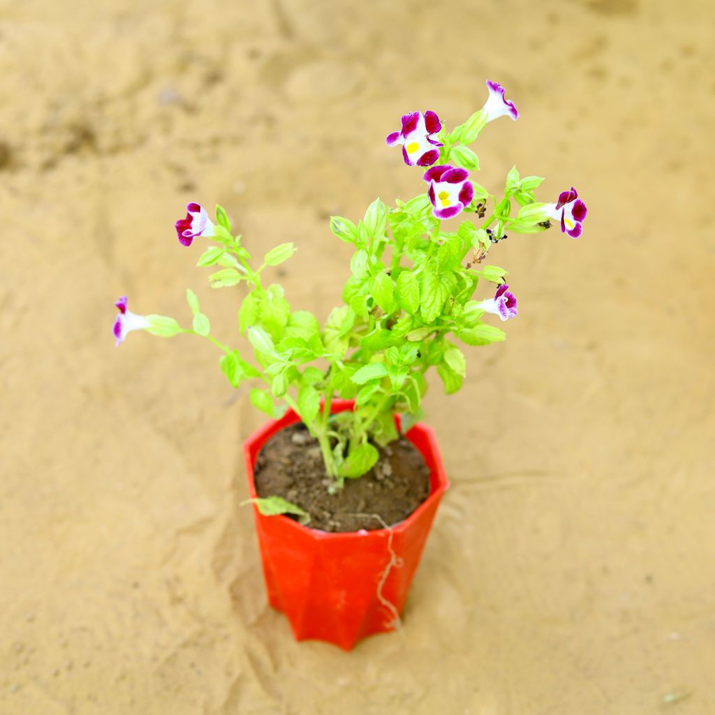 Wishbone / Torenia (Any Colour) in 4 Inch Red Premium Diamanti Plastic Pot