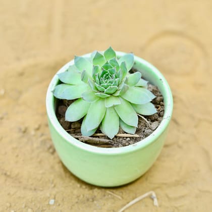 Buy Lakshmi Kamal Succulent in 3 Inch Green Classy Cup Ceramic Pot Online | Urvann.com