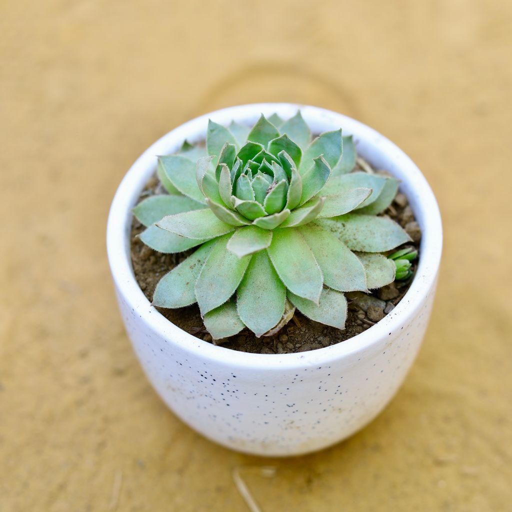 Lakshmi Kamal Succulent in 3 Inch White Classy Cup Ceramic Pot