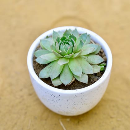 Buy Lakshmi Kamal Succulent in 3 Inch White Classy Cup Ceramic Pot Online | Urvann.com