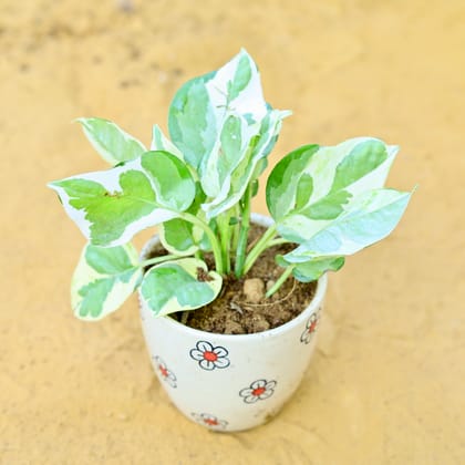 Buy Money Plant N'Joy in 4 Inch Cream Handcrafted Floral Red Ceramic Pot- Gloss Finish Indoor Plant Pot, Succulent Planter, Home Décor Online | Urvann.com