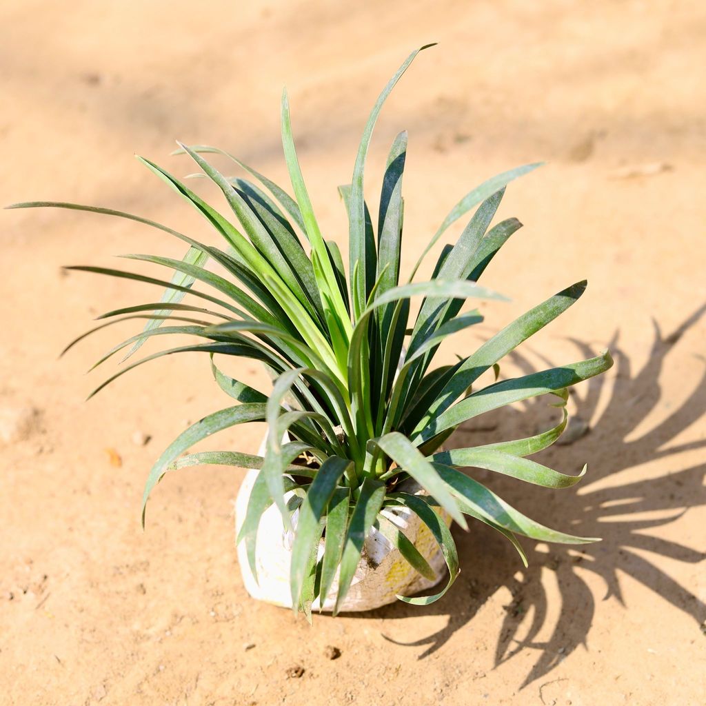 Yucca Silver in 4 Inch Nursery Bag