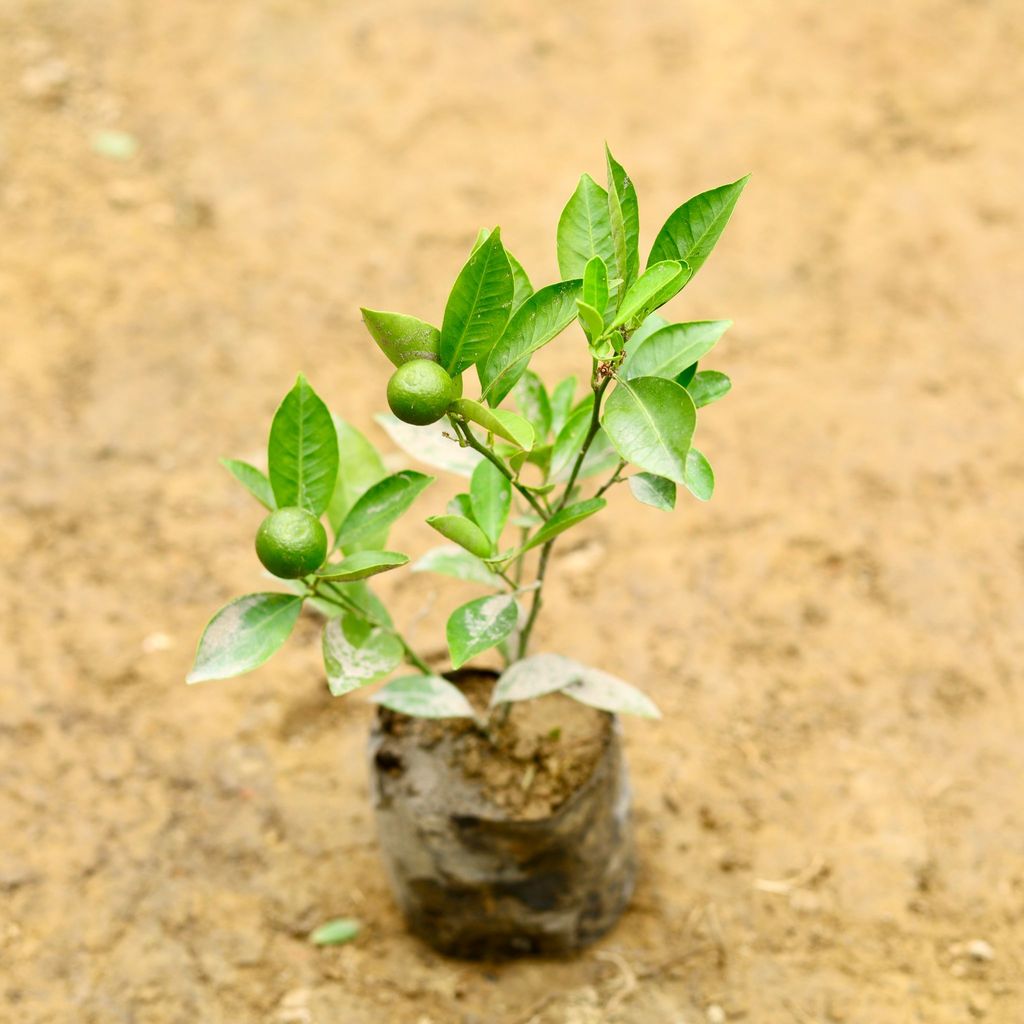 China Orange in 5 Inch Nursery Bag