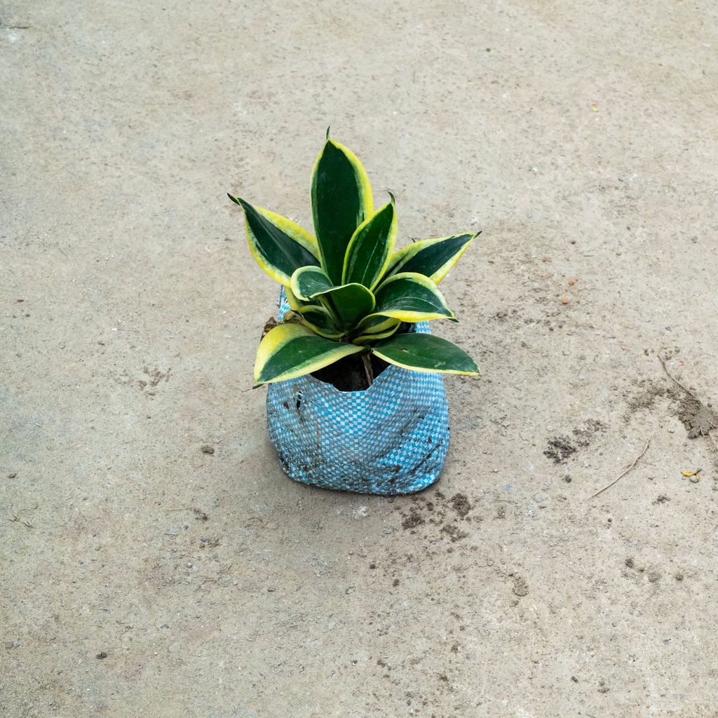 Snake Dwarf Variegated in 4 Inch Nursery Bag