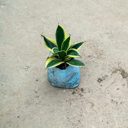 Buy Snake Dwarf Variegated in 4 Inch Nursery Bag Online | Urvann.com