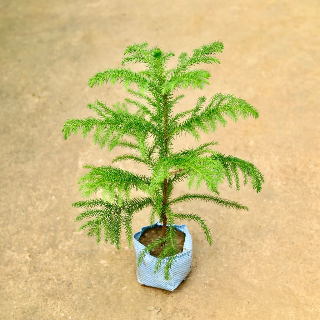 Araucaria / Christmas Tree in 5 Inch Nursery Bag