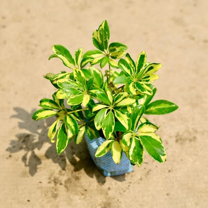 Buy Schefflera Variegated in 4 Inch Nursery Bag Online | Urvann.com