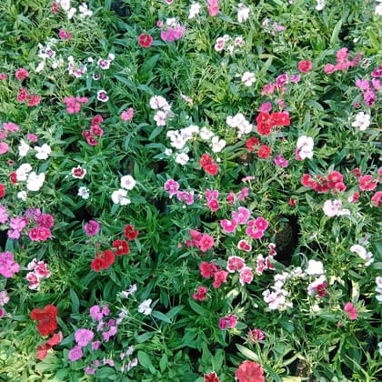 Set of 3 - Dianthus (any colour) in 4 Inch Nursery Bag