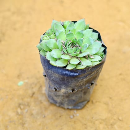 Lakshmi Kamal Succulent in 3 inch Nursery Bag