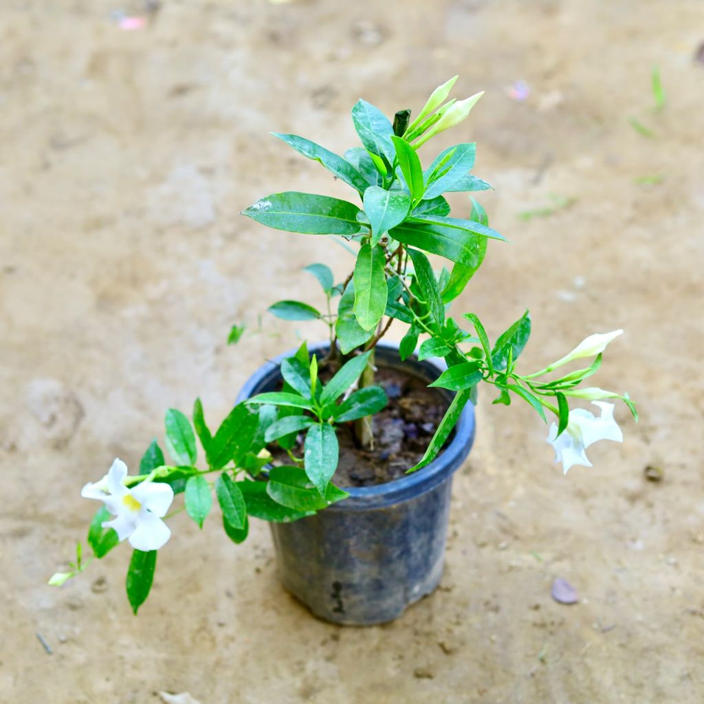 Mandevilla White in 8 Inch Nursery Pot