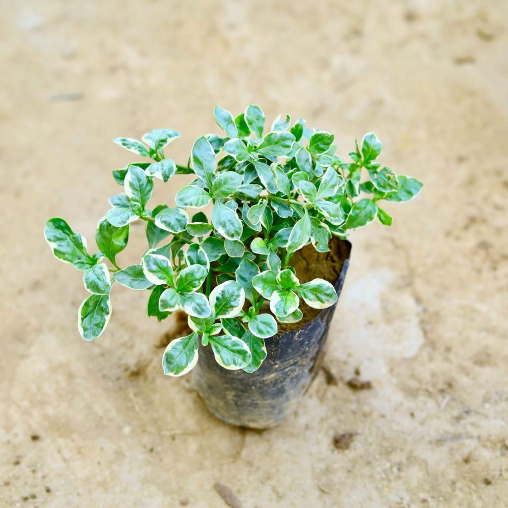 Alternanthera Variegated in 4 Inch Nursery Bag