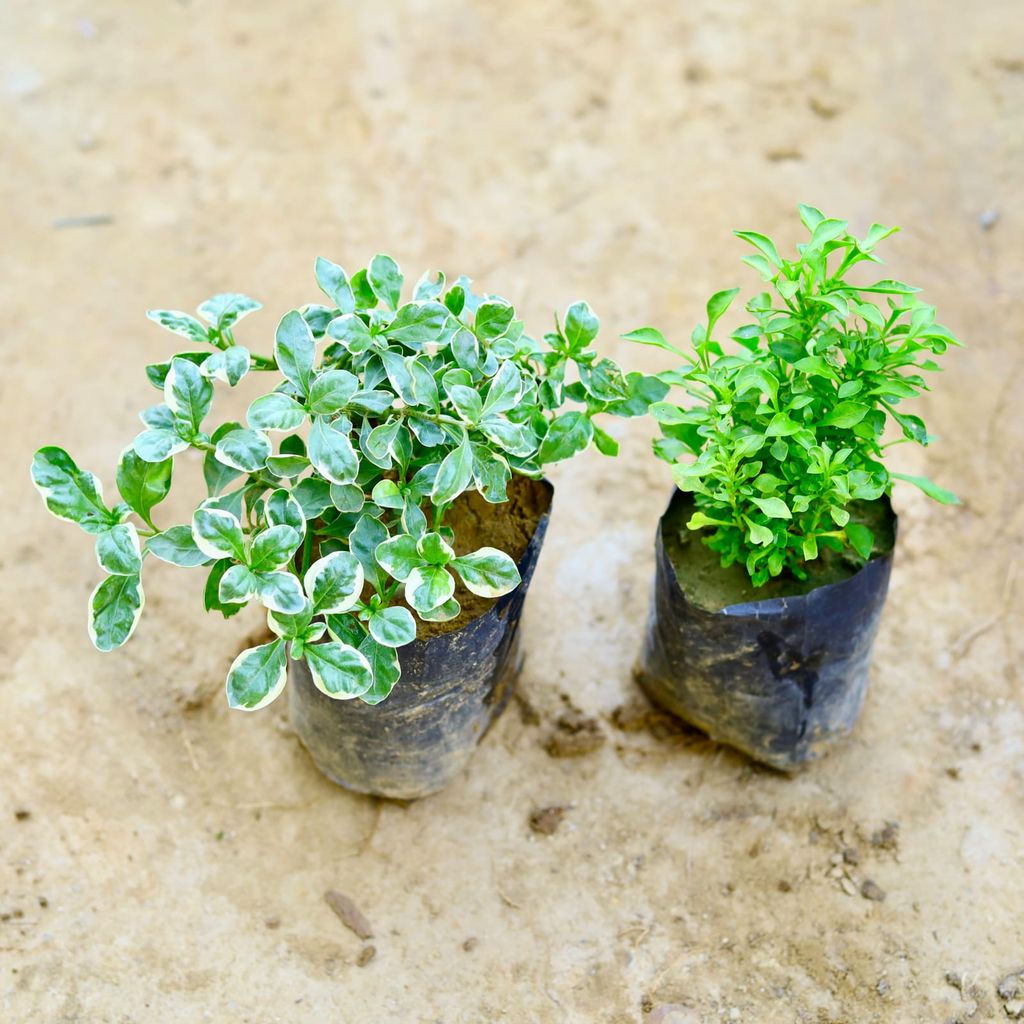 Set of 2 - Alternanthera (Variegated & Green) in 4 Inch Nursery Bag