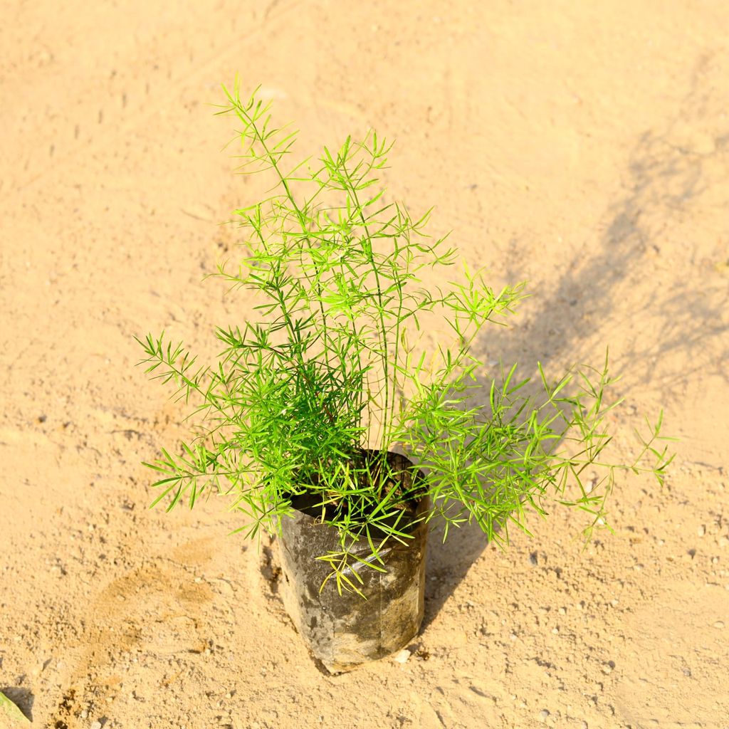 Asparagus Desi in 4 Inch Nursery Bag