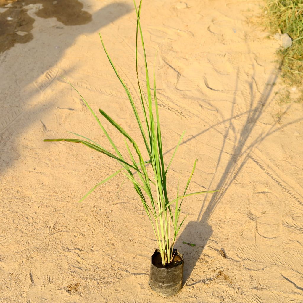 Lemon Grass in 4 Inch Nursery Bag