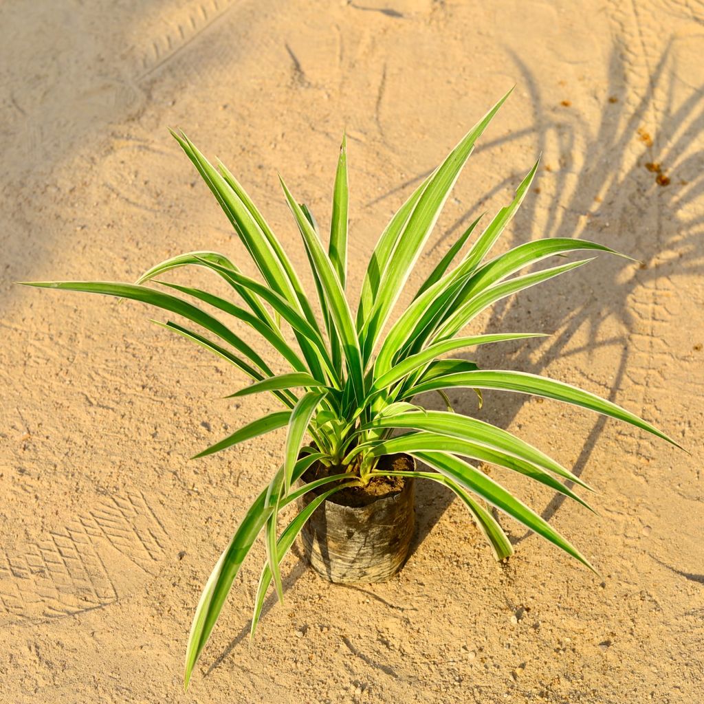 Spider Multi Stem Mother Plant in 5 Inch Nursery Bag