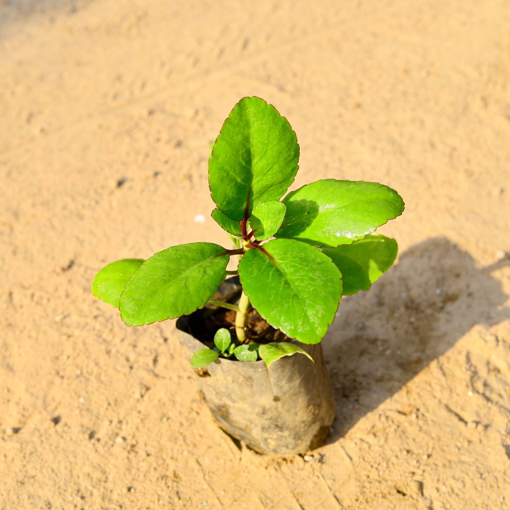 Patharchatta Medicinal Plant in 4 Inch Nursery Bag