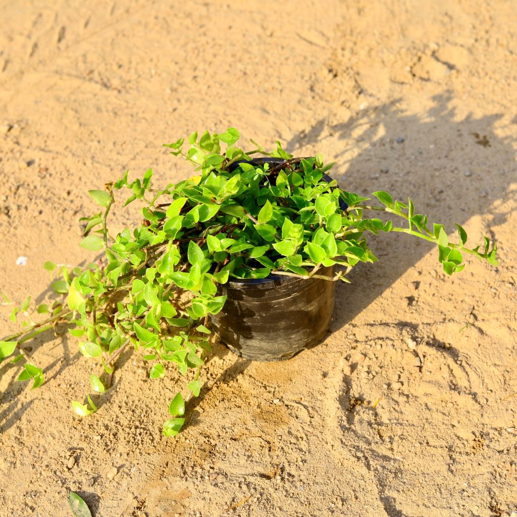 Turtle Vine Heart in 4 Inch Nursery Pot